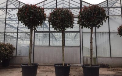 Hello and Welcome to Draycott Web Plants and Nursery