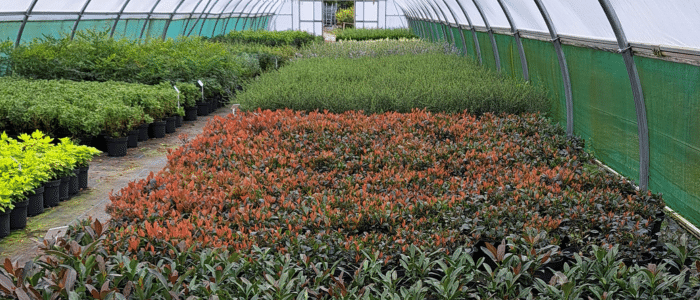 Wholesale plants